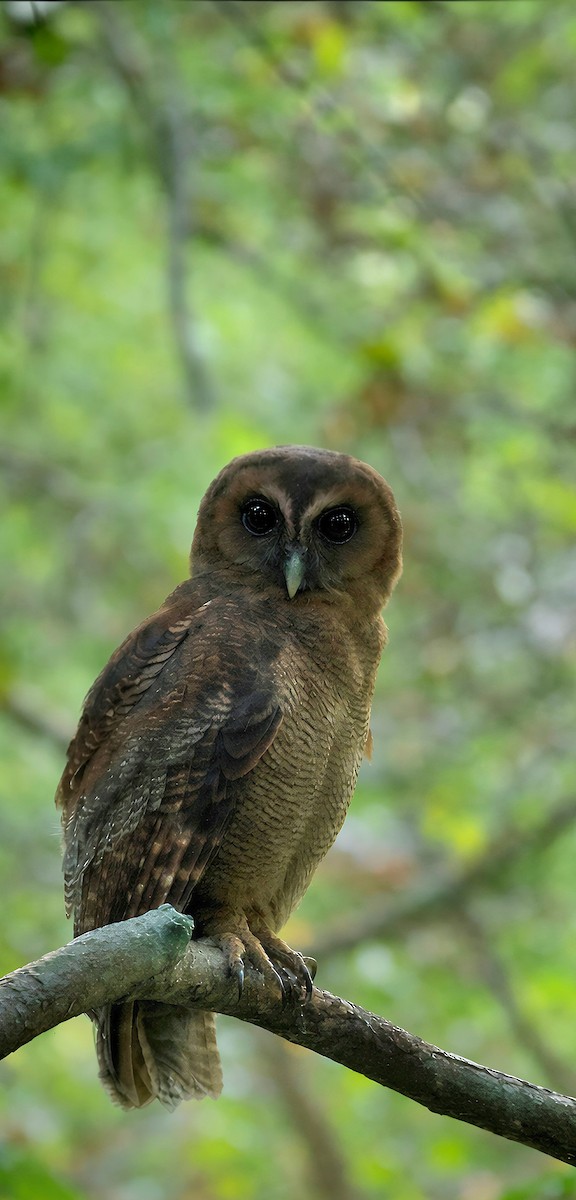 Cárabo Oriental - ML647414608