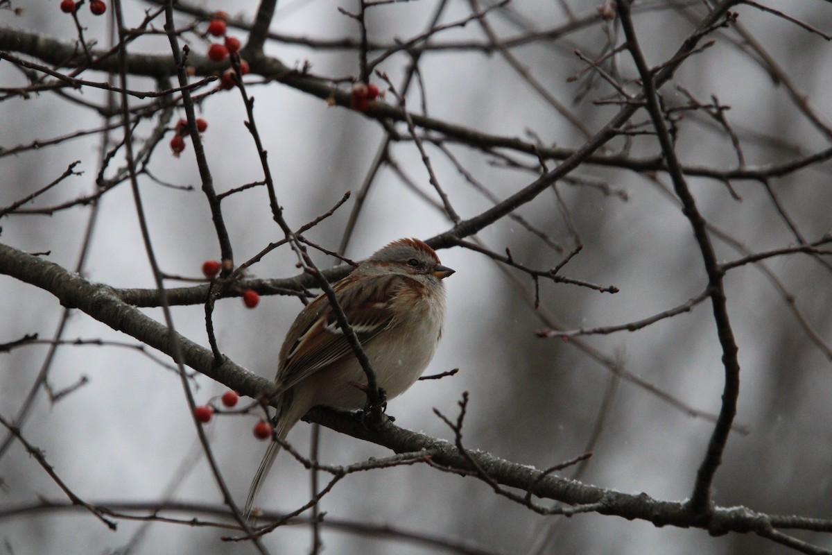 American Tree Sparrow - ML647414609