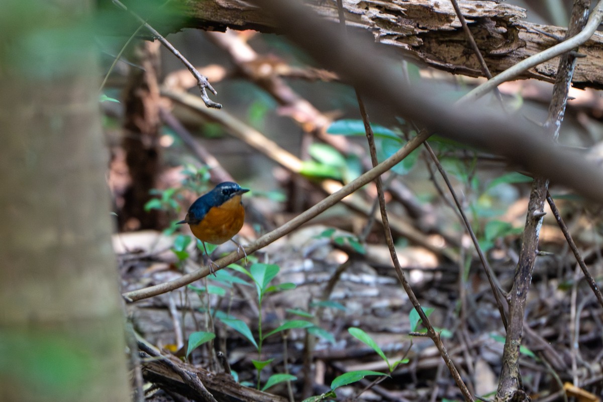 Indian Blue Robin - ML647414610