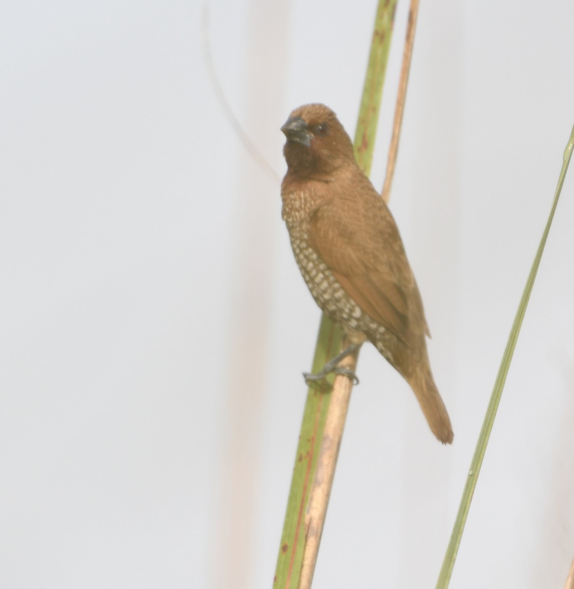 panenka muškátová - ML647414612