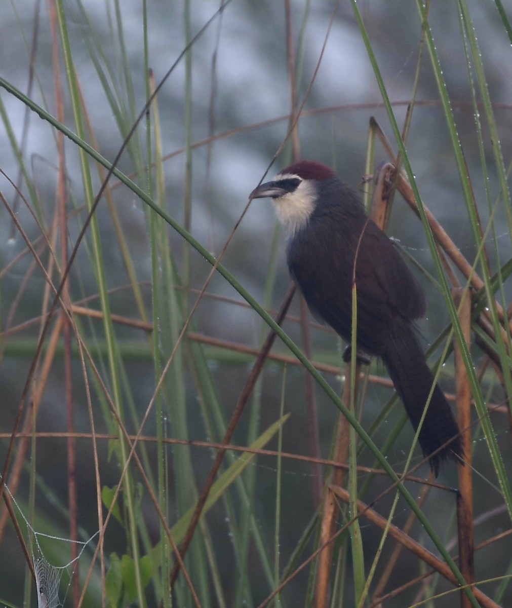 Chestnut-capped Babbler - ML647414619