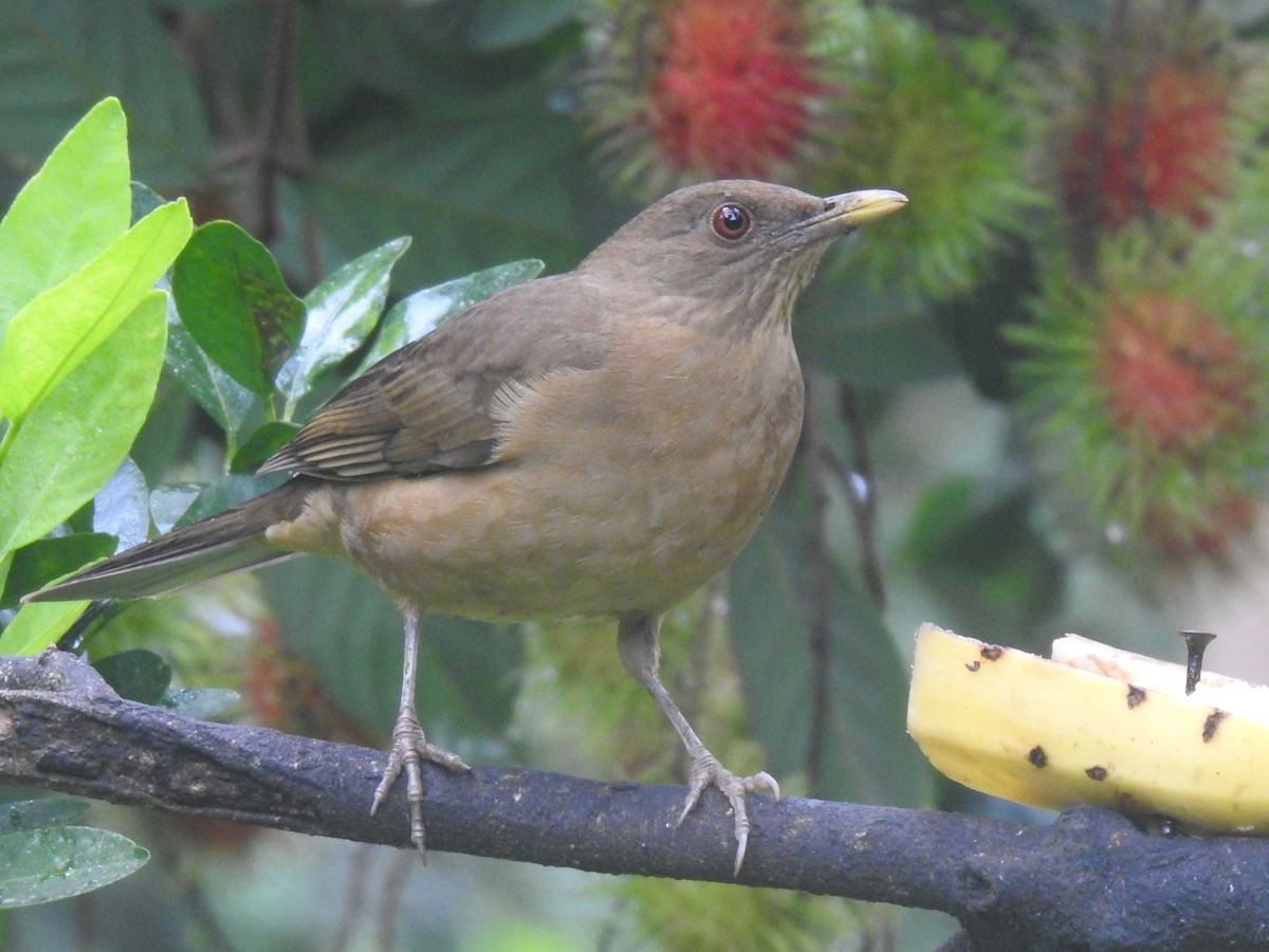 Merle fauve - ML647414621