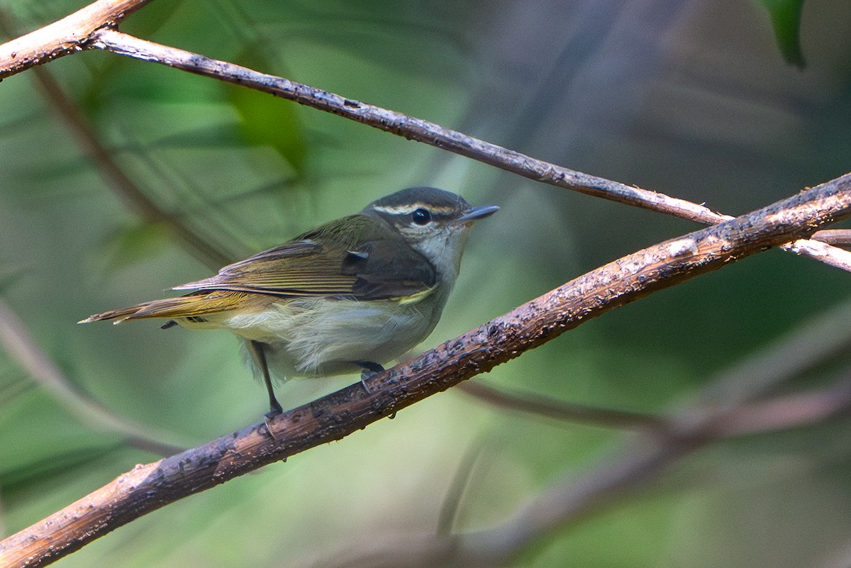 budníček velkozobý - ML647414622