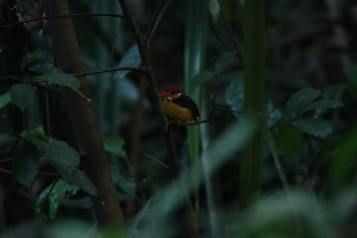 ledňáček džunglový - ML647414625