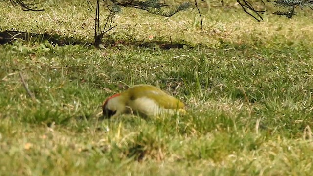 žluna zelená - ML647414627