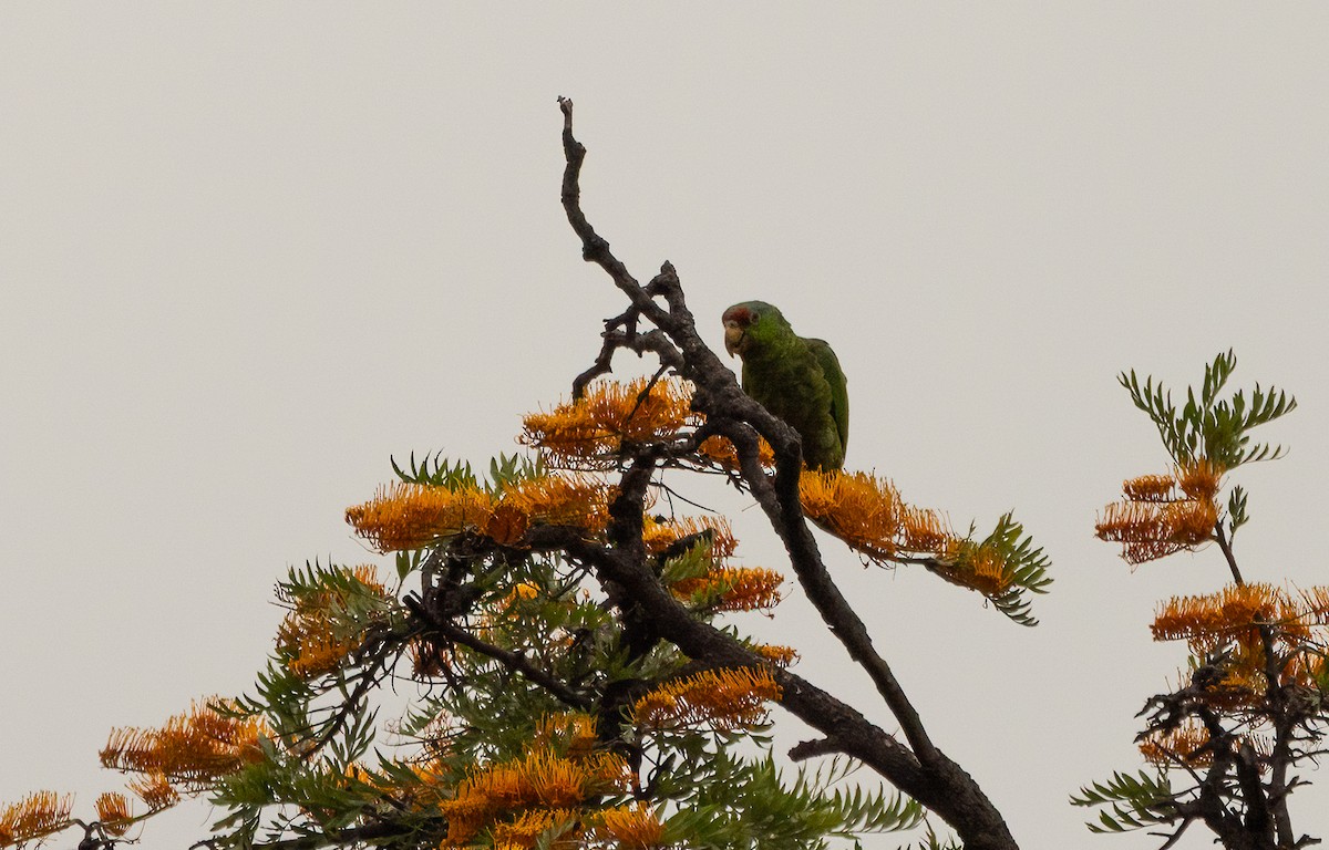 Red-crowned Amazon - ML647414629