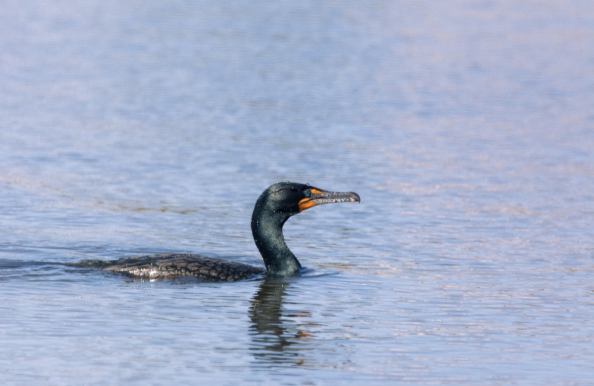 Баклан вухатий - ML647414630