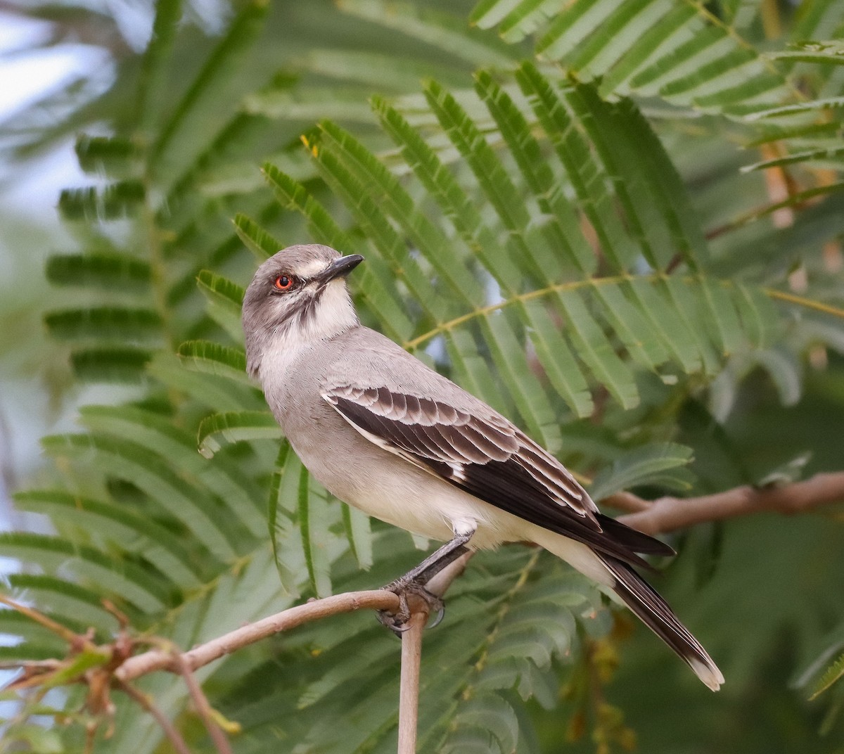 Gray Monjita - ML647414631