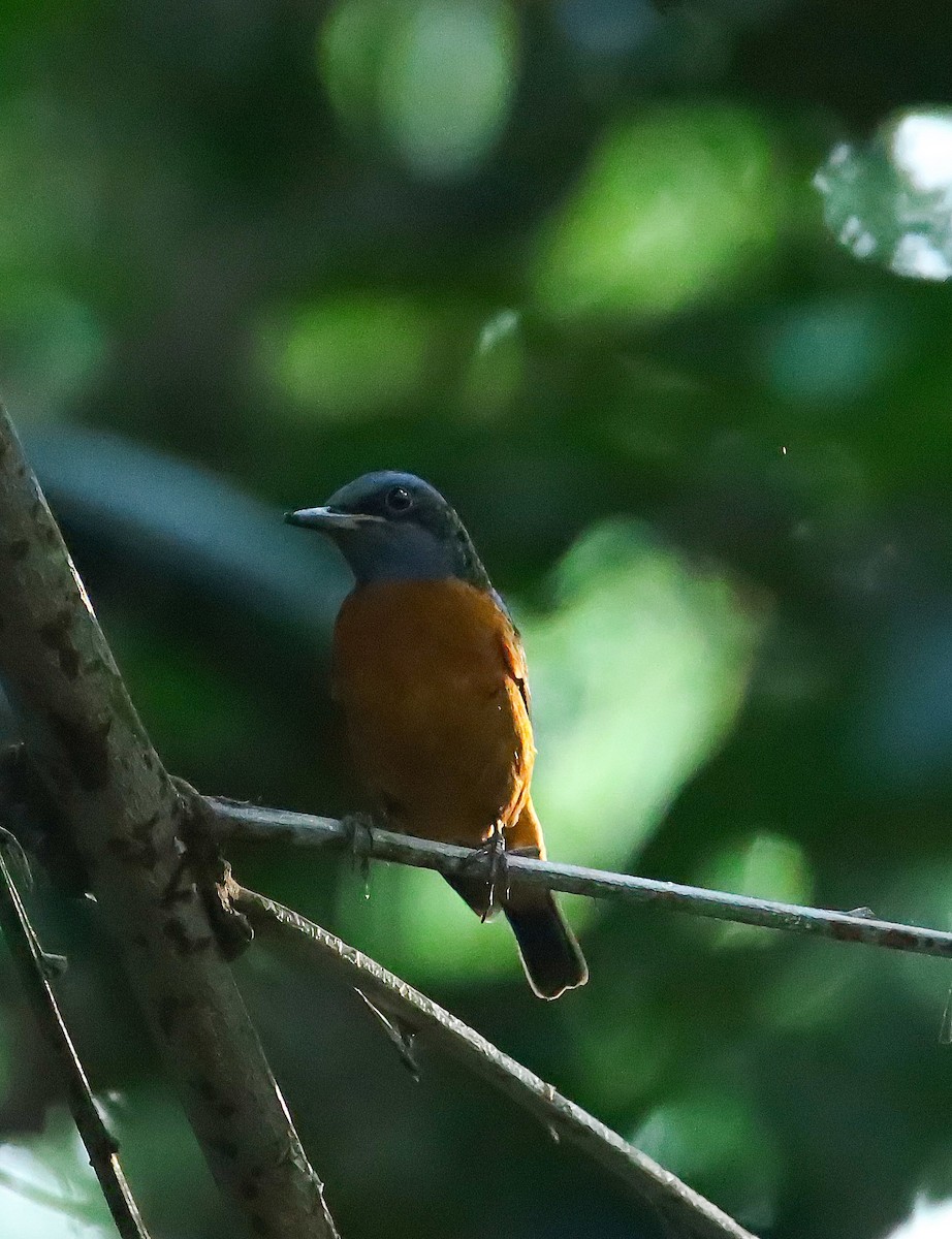 Blue-capped Rock-Thrush - ML647414638