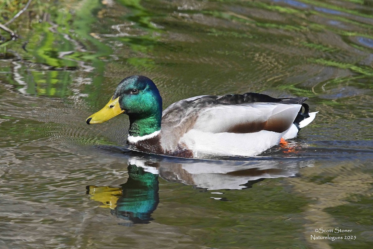 kachna divoká - ML647414639