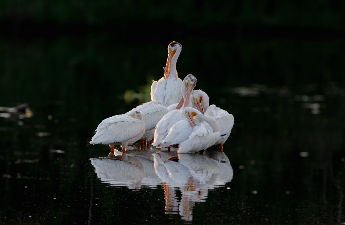 pelikán severoamerický - ML647414640