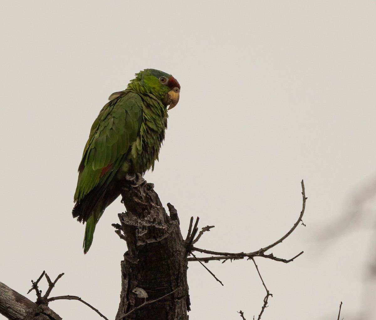 amazoňan zelenolící - ML647414645