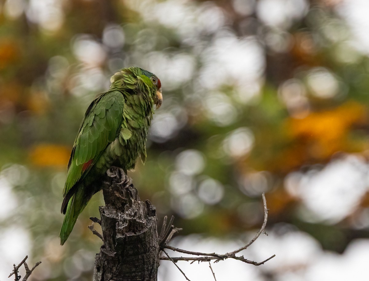 amazoňan zelenolící - ML647414646