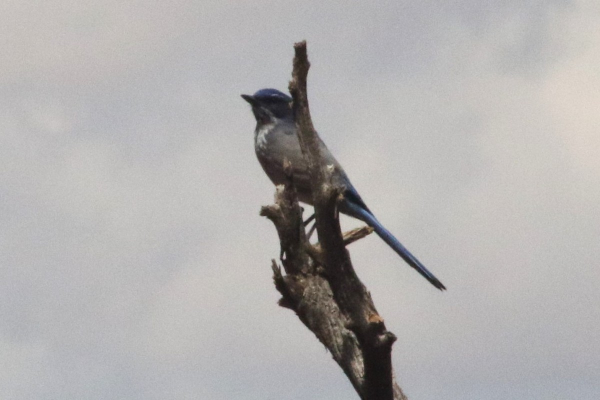 sojka vnitrozemská - ML647414647