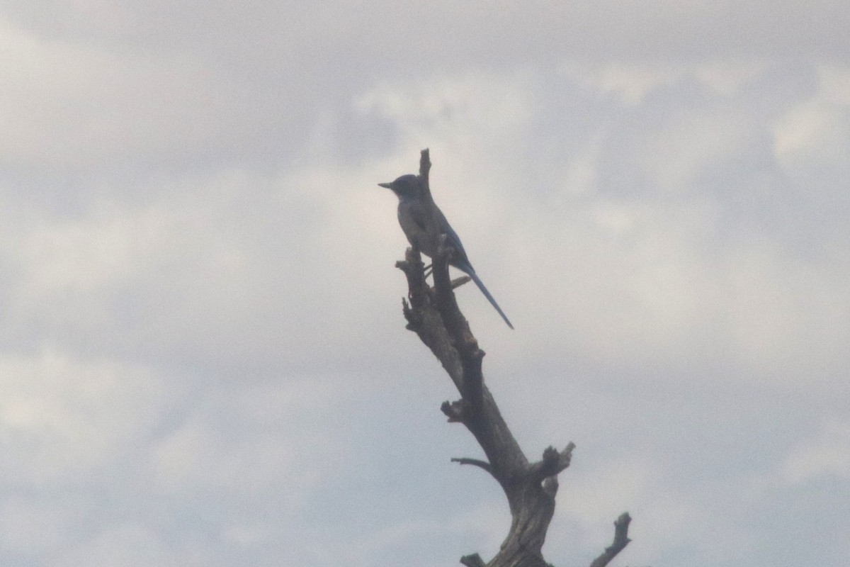 sojka vnitrozemská - ML647414648