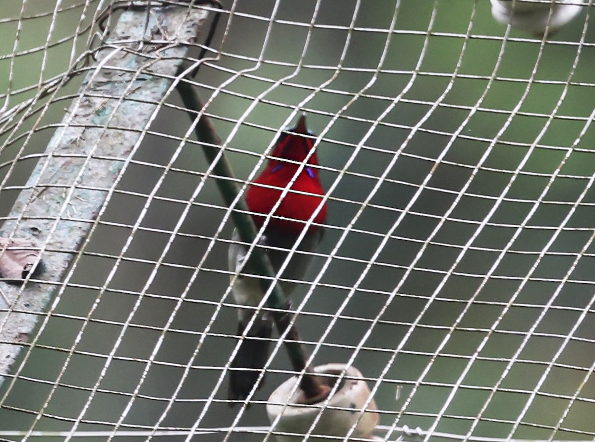 strdimil karmínovoprsý - ML647414650