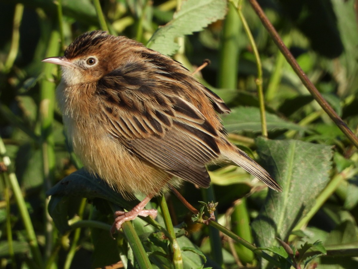 cistovník rákosníkový - ML647414651