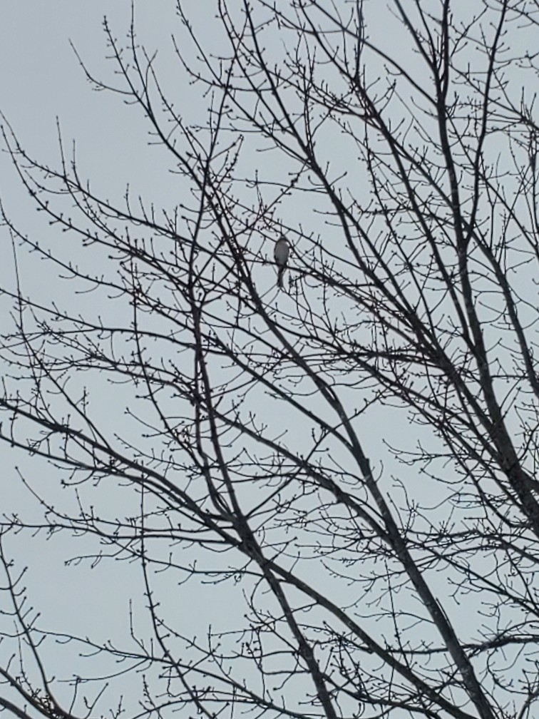 drozdec mnohohlasý - ML647414652