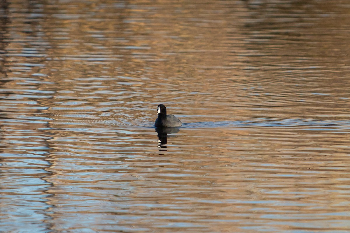 lyska americká - ML647414653