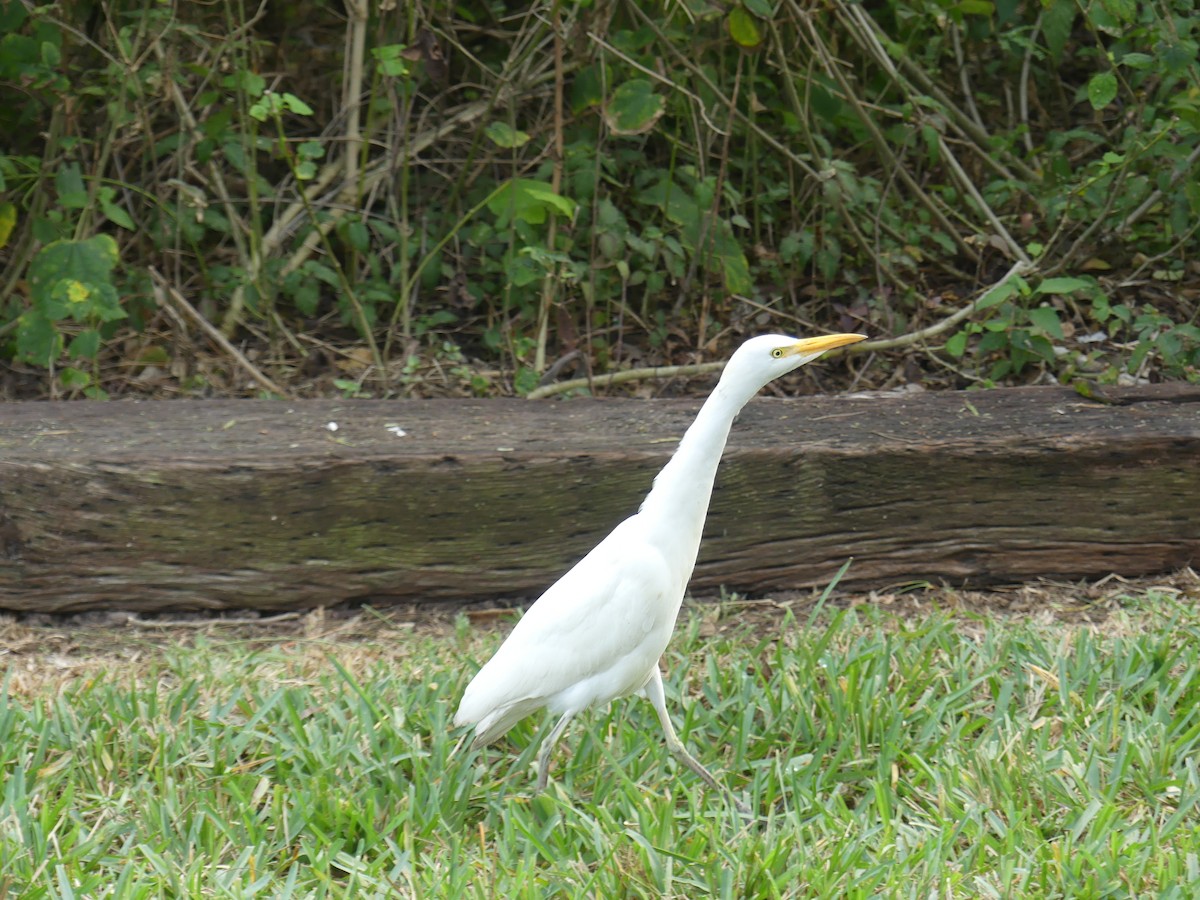 volavka rusohlavá - ML647414655