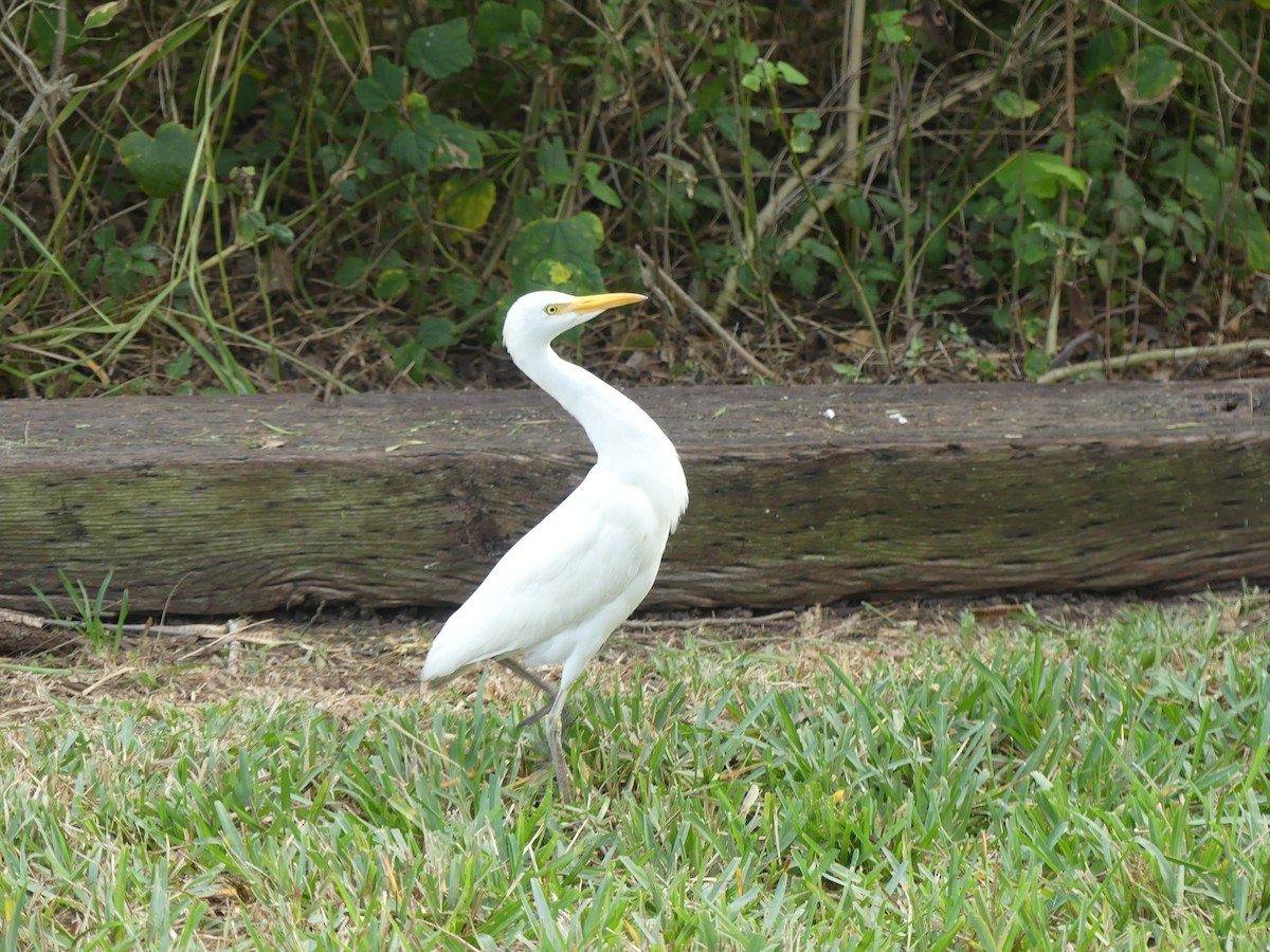 volavka rusohlavá - ML647414656