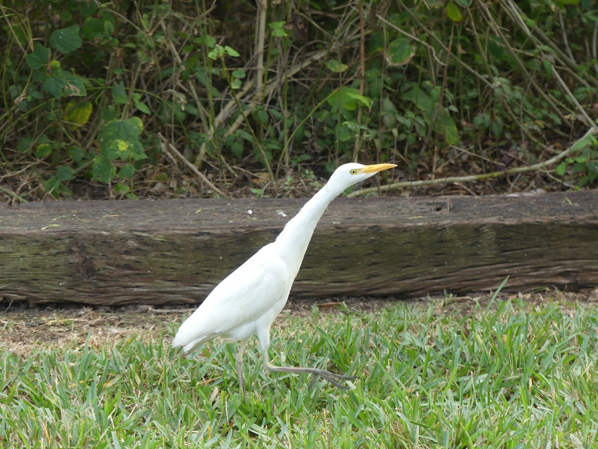 volavka rusohlavá - ML647414657