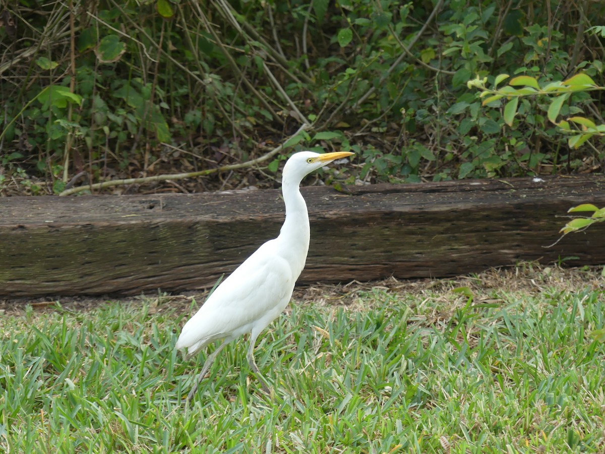 volavka rusohlavá - ML647414658