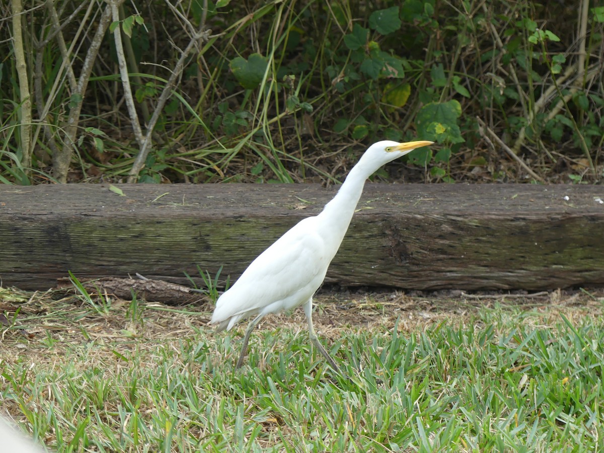 volavka rusohlavá - ML647414659