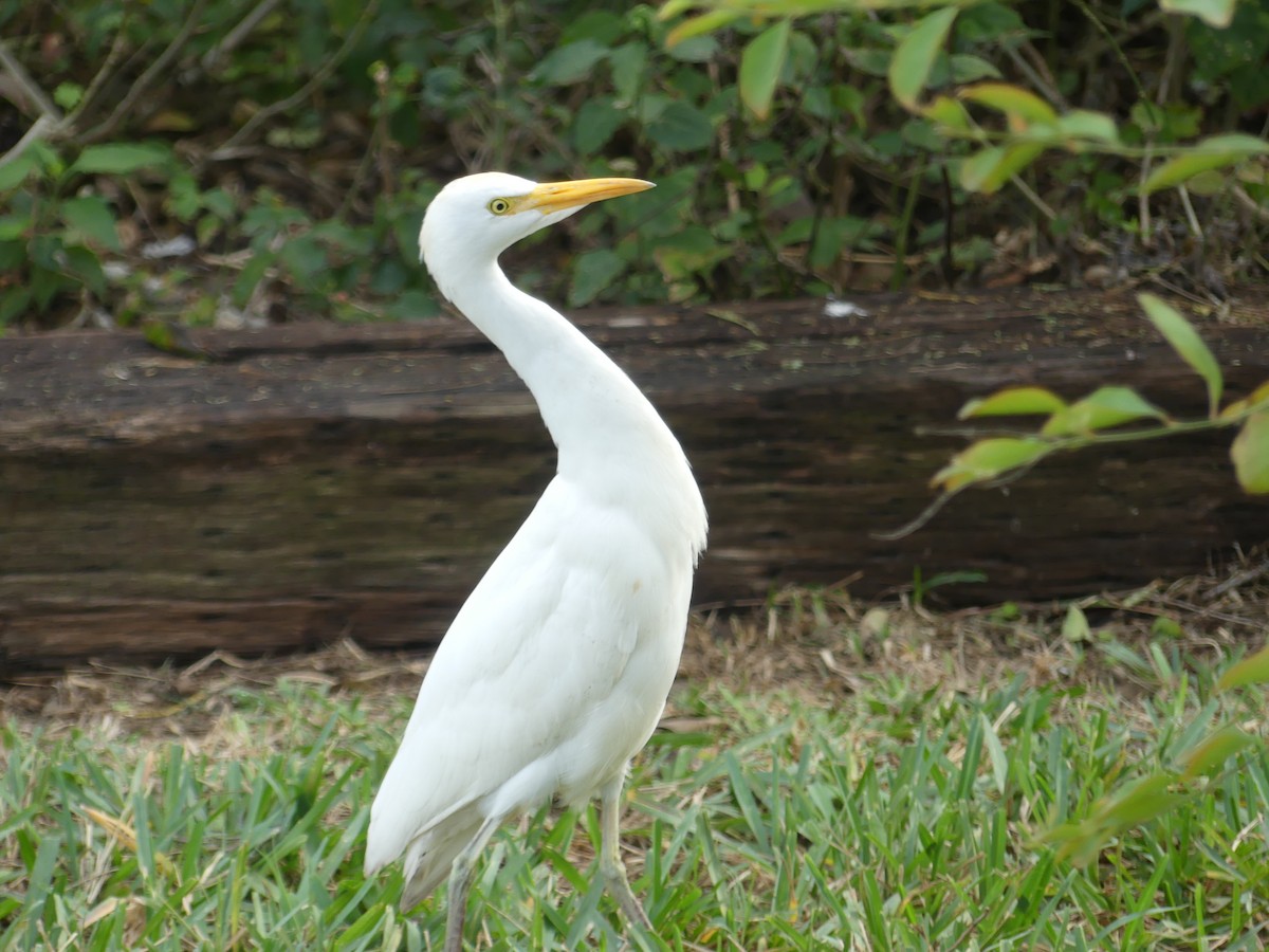 volavka rusohlavá - ML647414660