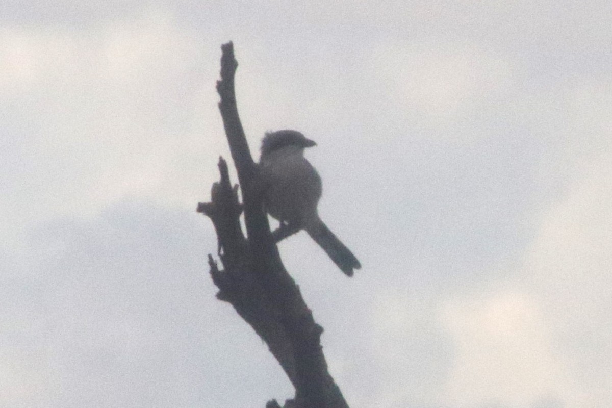 ťuhýk americký - ML647414661