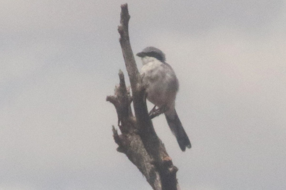 ťuhýk americký - ML647414662