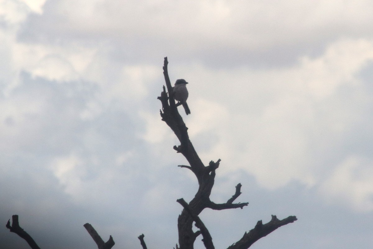 ťuhýk americký - ML647414663