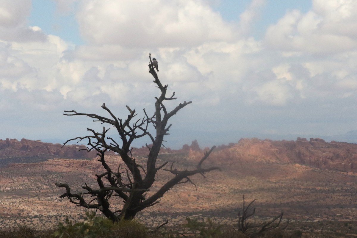 ťuhýk americký - ML647414665