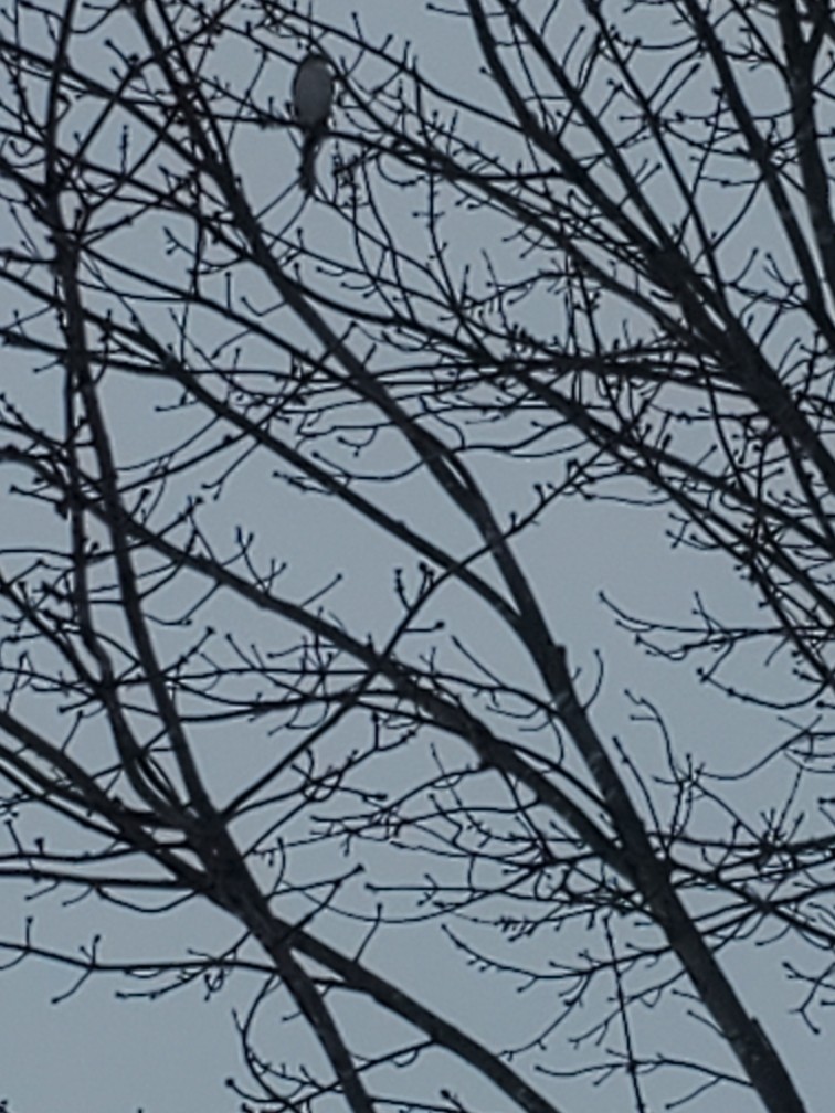 drozdec mnohohlasý - ML647414666