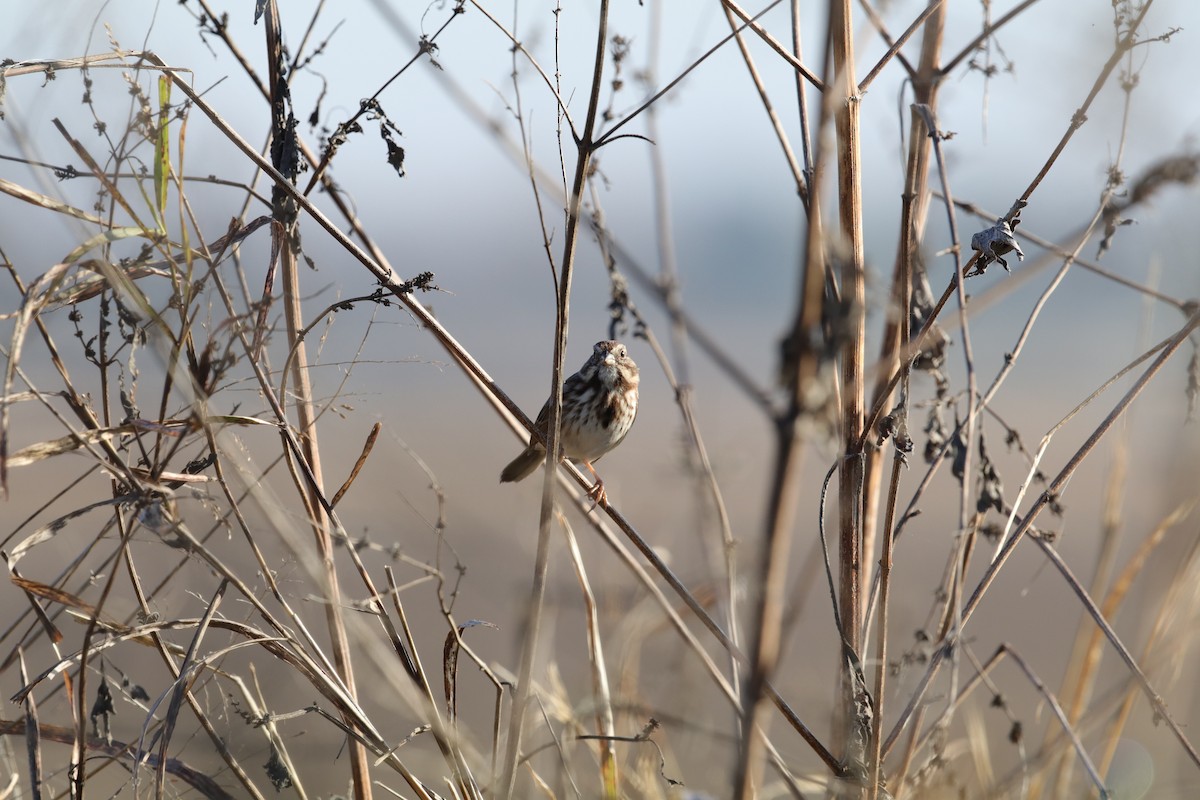 strnadec zpěvný - ML647414667