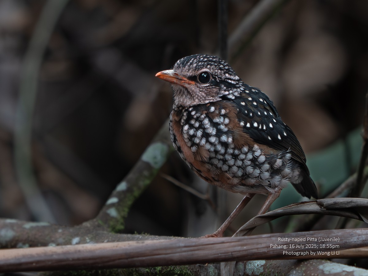 Rusty-naped Pitta - ML647414676