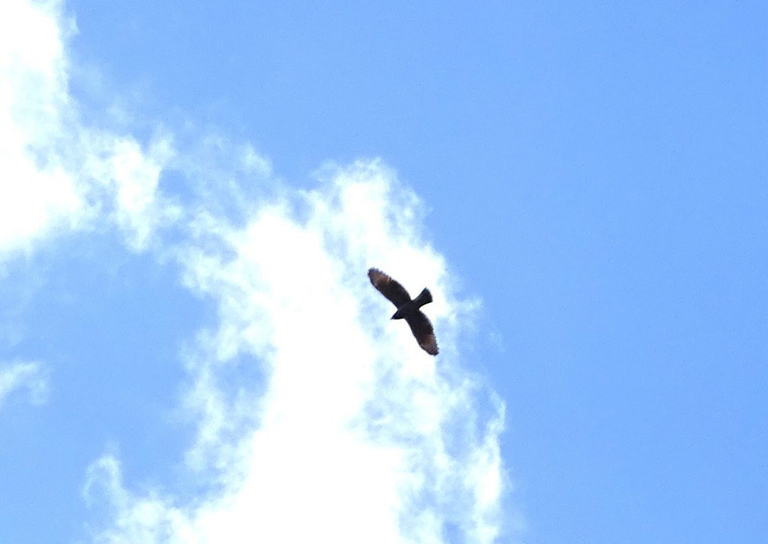 Roadside Hawk - ML647414683