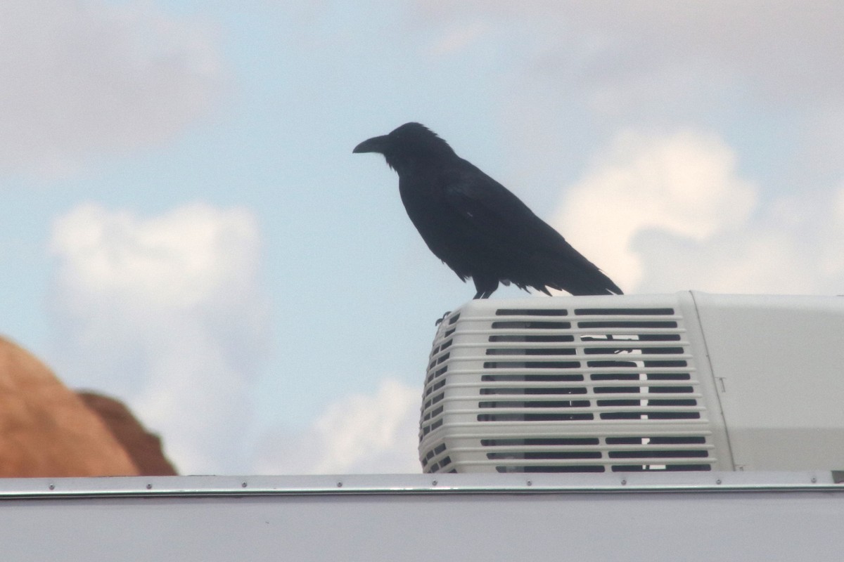 Common Raven - ML647414686