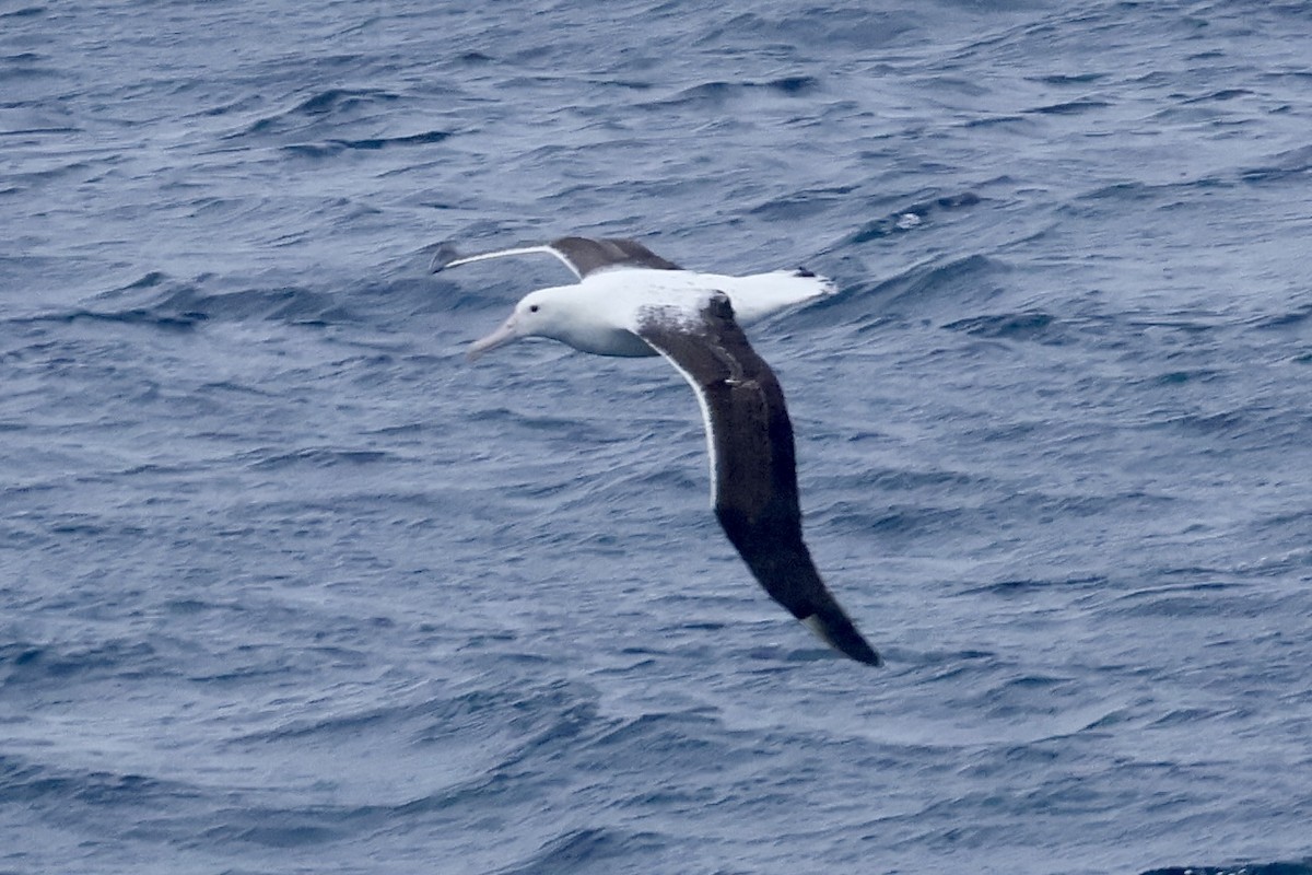 Southern Royal Albatross - ML647414691