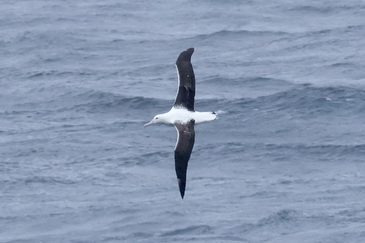 Southern Royal Albatross - ML647414692