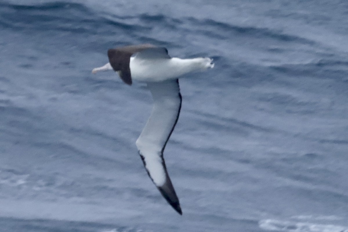 Southern Royal Albatross - ML647414693