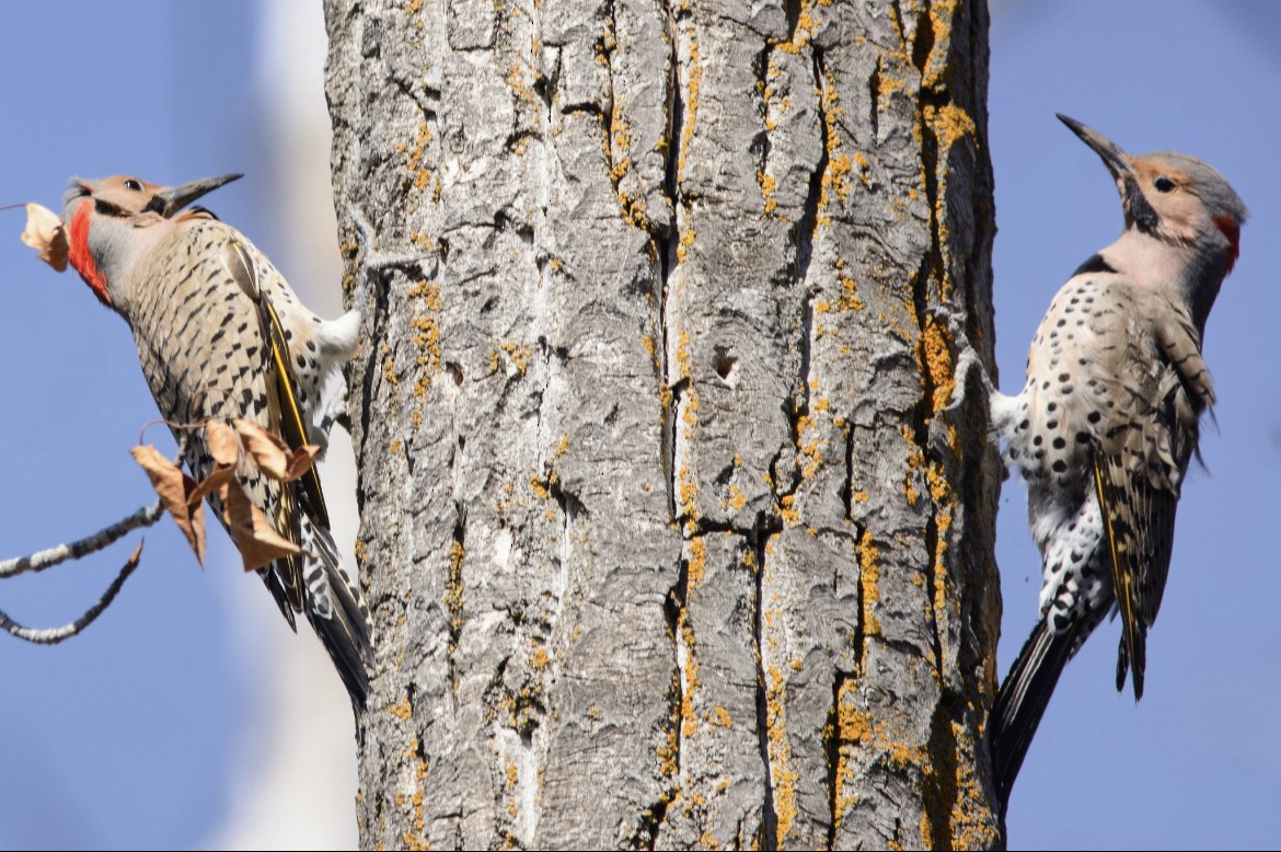 Декол золотистий (підвид auratus/luteus) - ML647414707