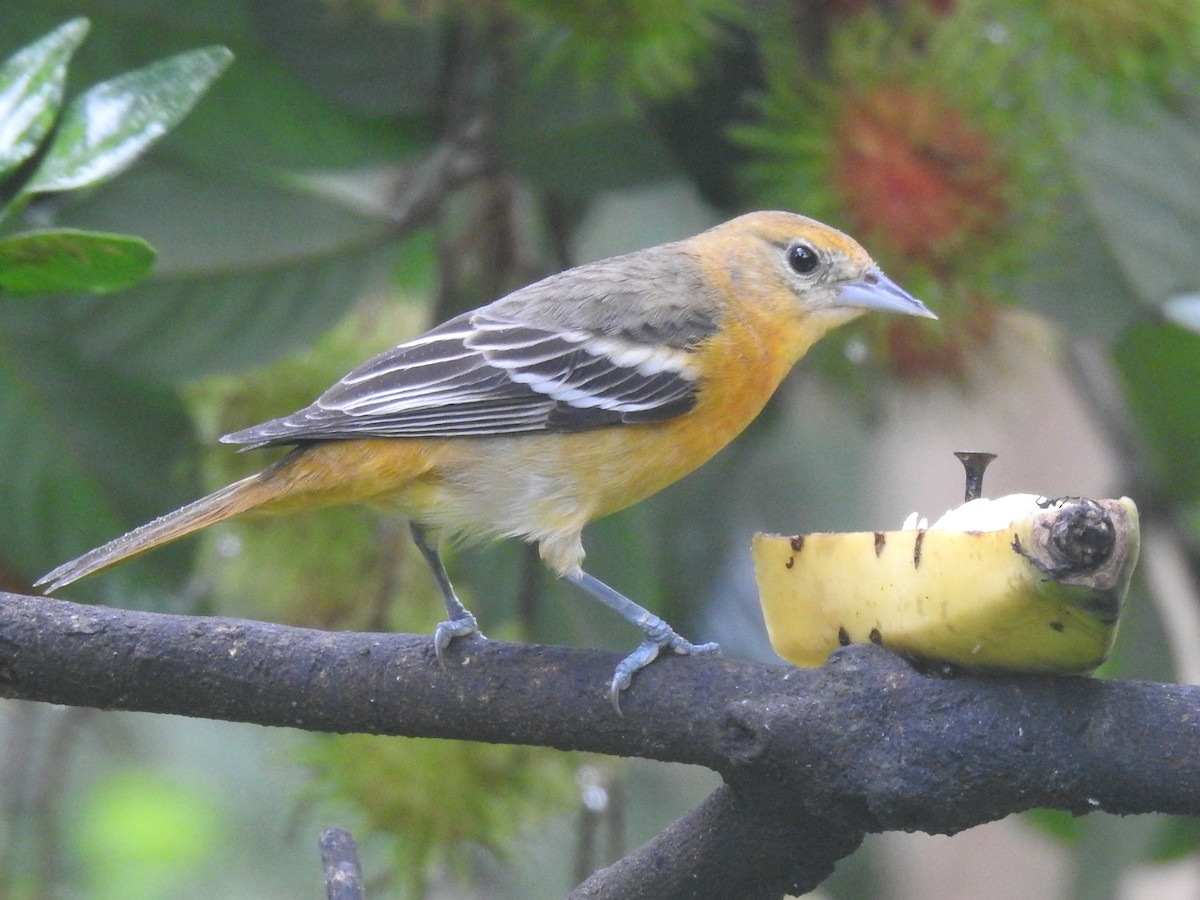 Балтиморский трупиал - ML647414708