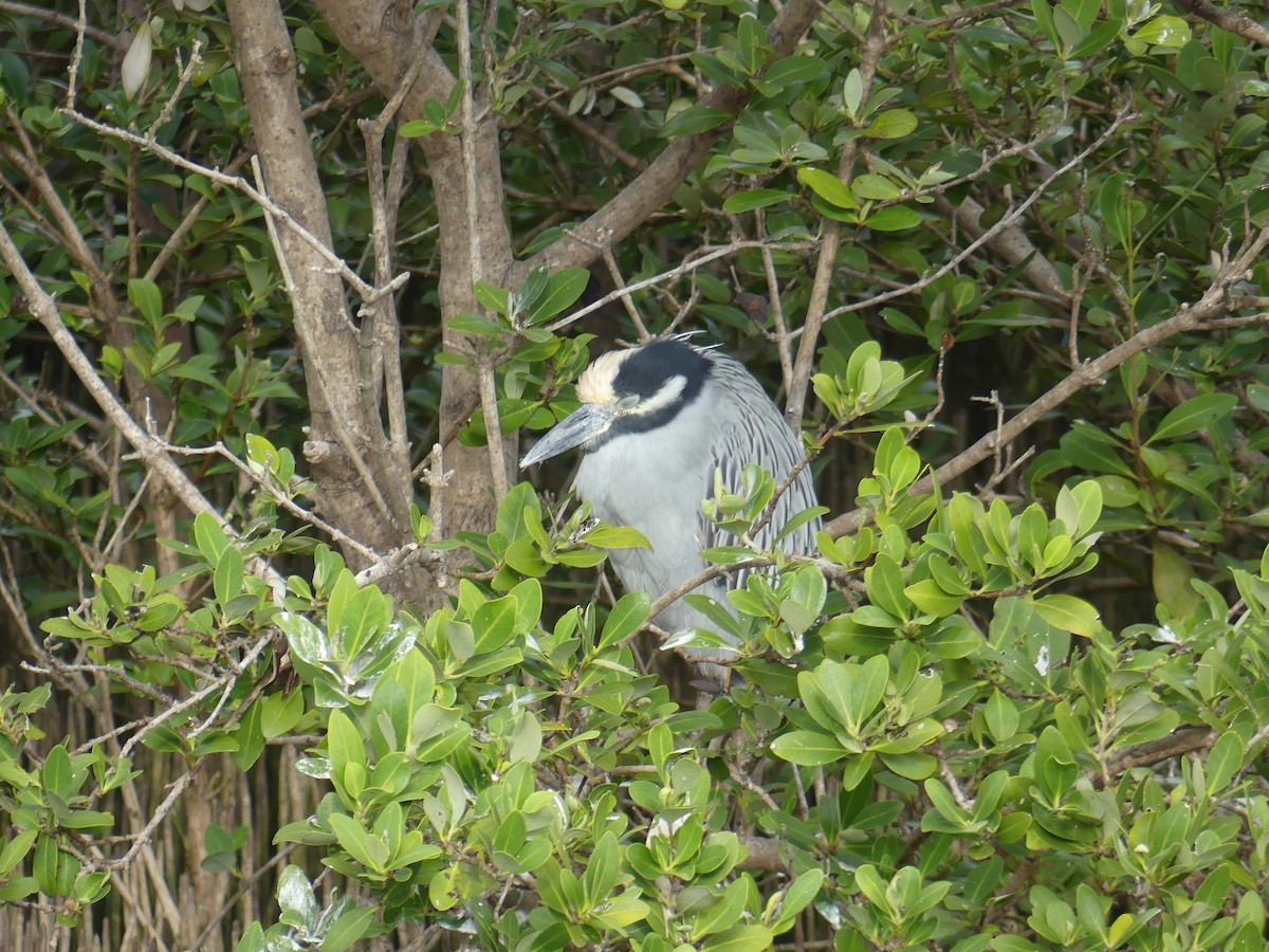 Yellow-crowned Night Heron - ML647414713