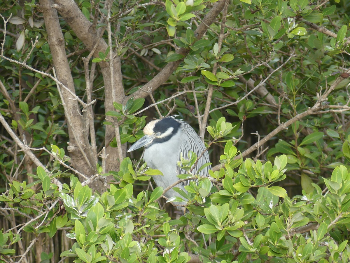 Yellow-crowned Night Heron - ML647414714