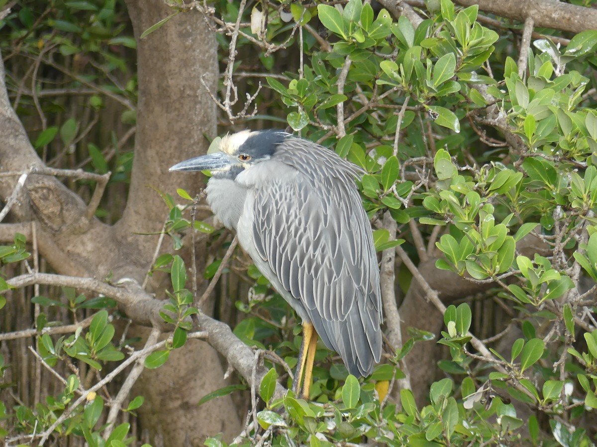 Yellow-crowned Night Heron - ML647414715
