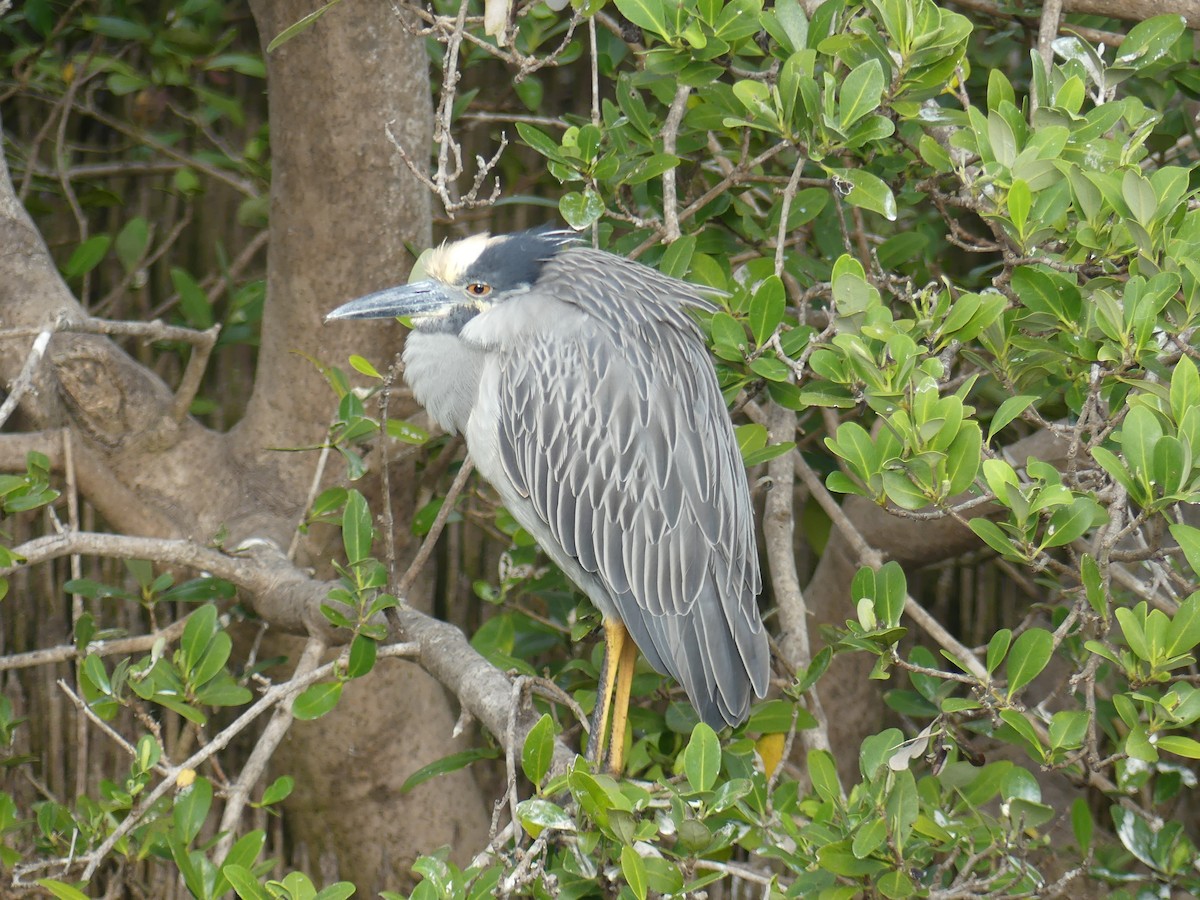 Yellow-crowned Night Heron - ML647414717