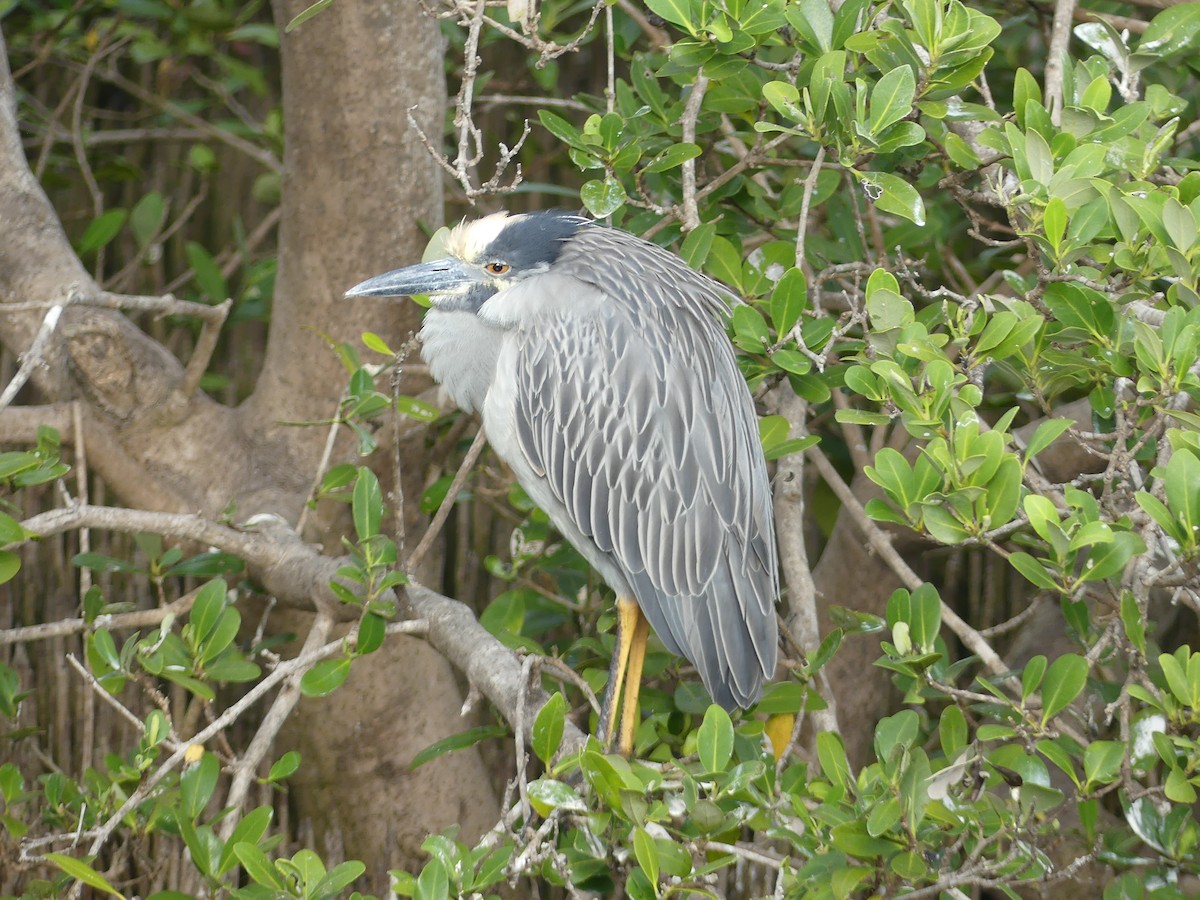Yellow-crowned Night Heron - ML647414718