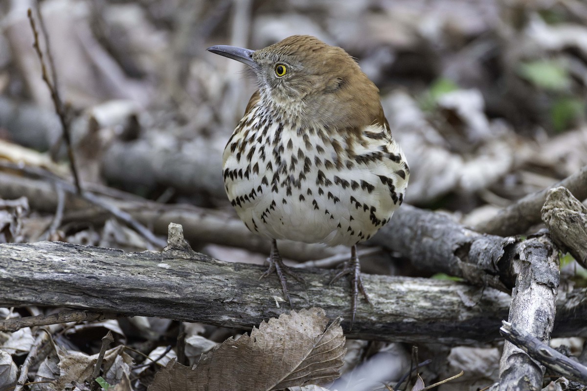 brunspottefugl - ML647414720