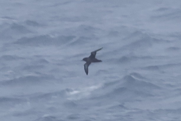 Sooty Shearwater - ML647414722